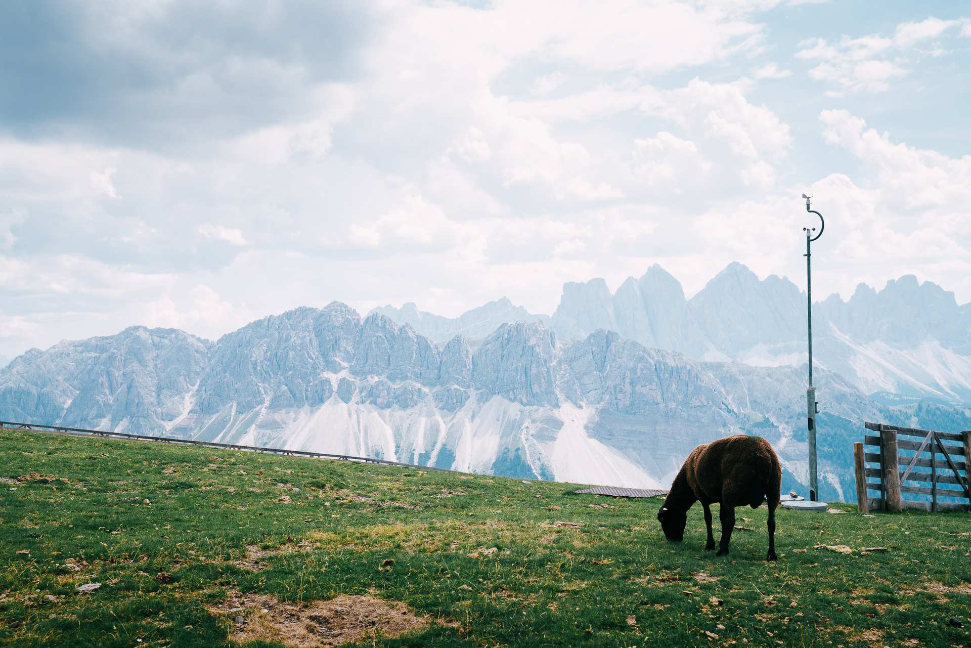 A dark sheep grazing on a green alpine meadow beneath the jagged peaks of the Dolomites.