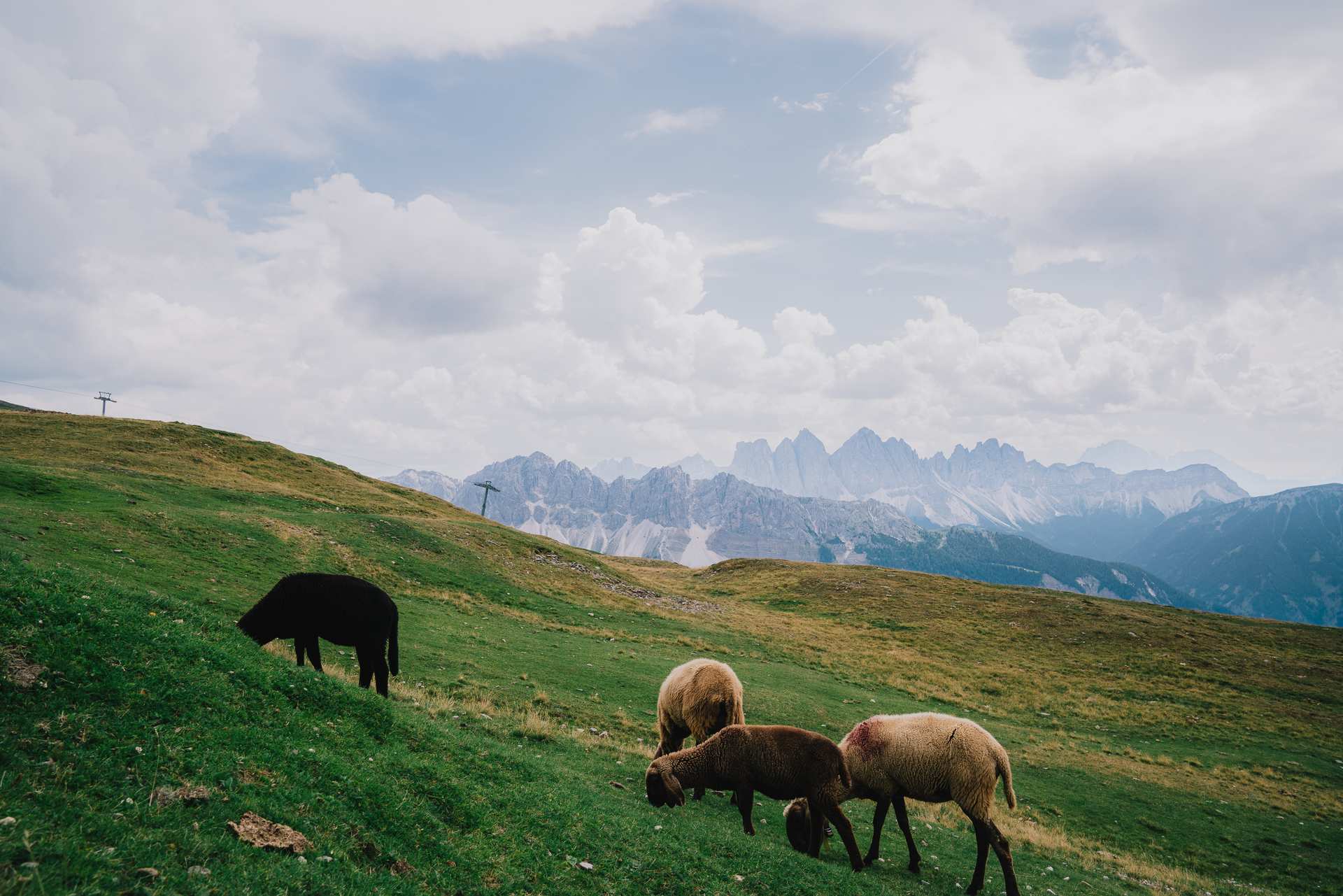 Sheep grazing across a sloping green meadow, with the Dolomites stretching beneath a cloudy sky.