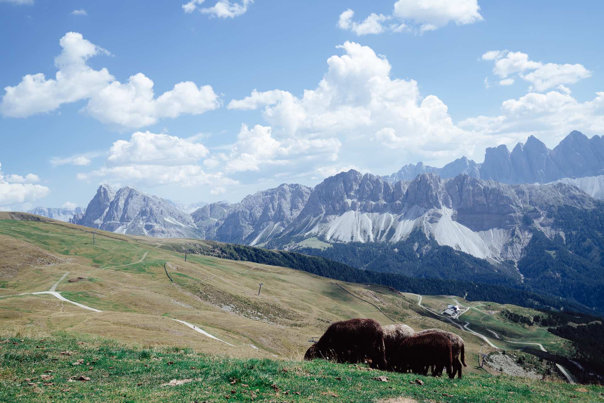 Sheep grazing above winding mountain paths and forested valleys beneath the rocky peaks of the Dolomites.