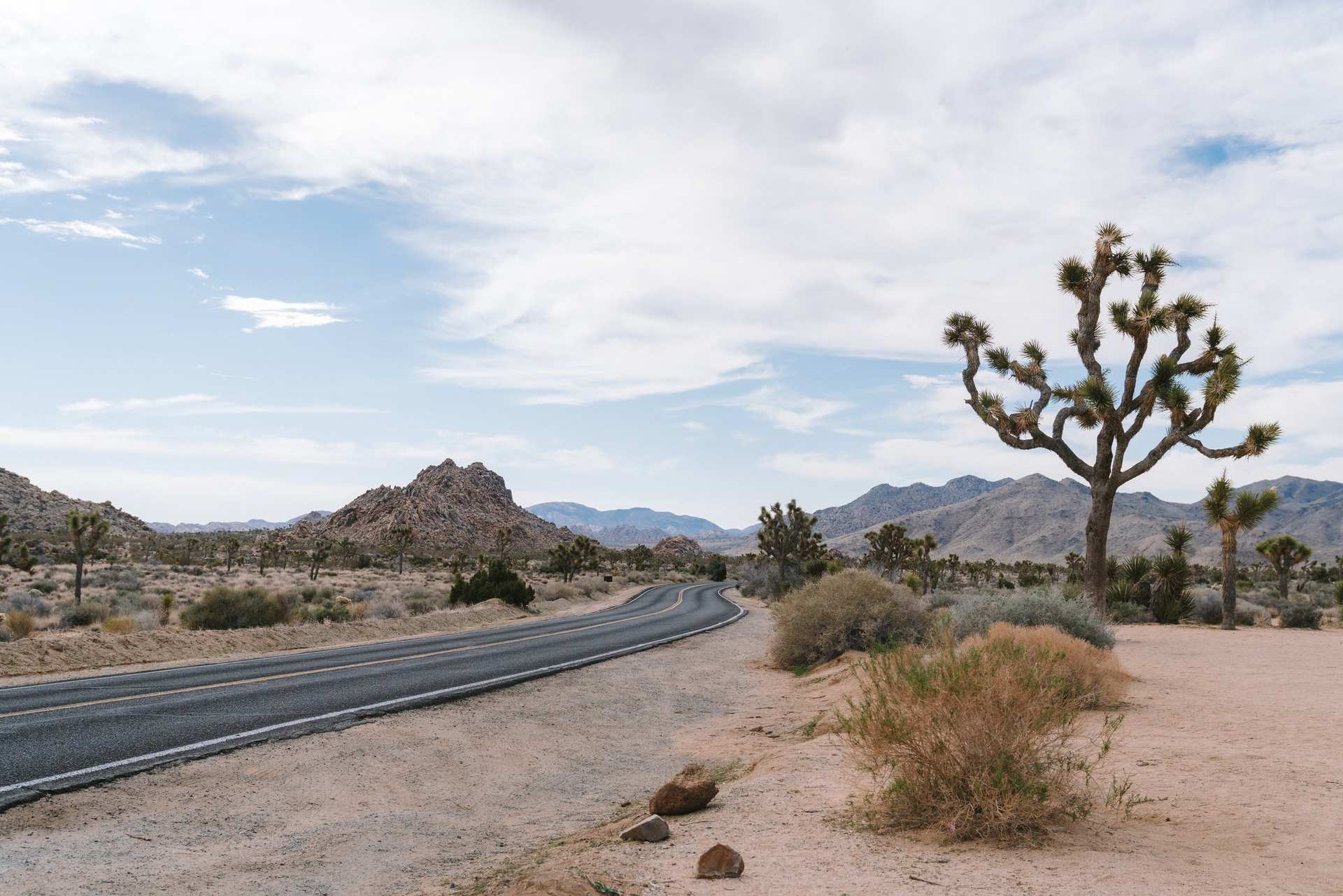 A Joshua tree beside a winding desert road, with rocky hills beneath a cloudy sky.