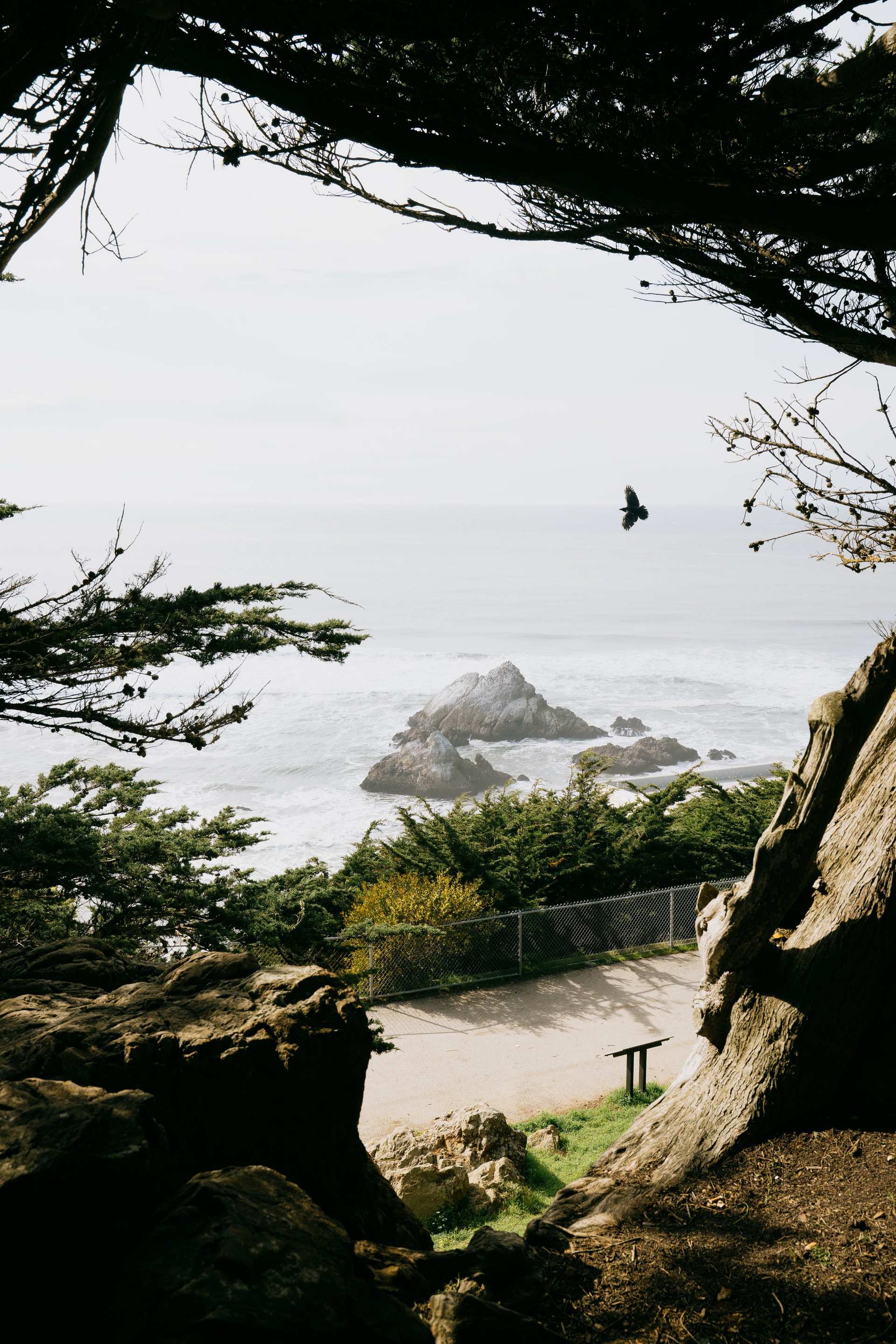 An ocean overlook and rocky coastline framed by windswept trees at Sutro Heights.