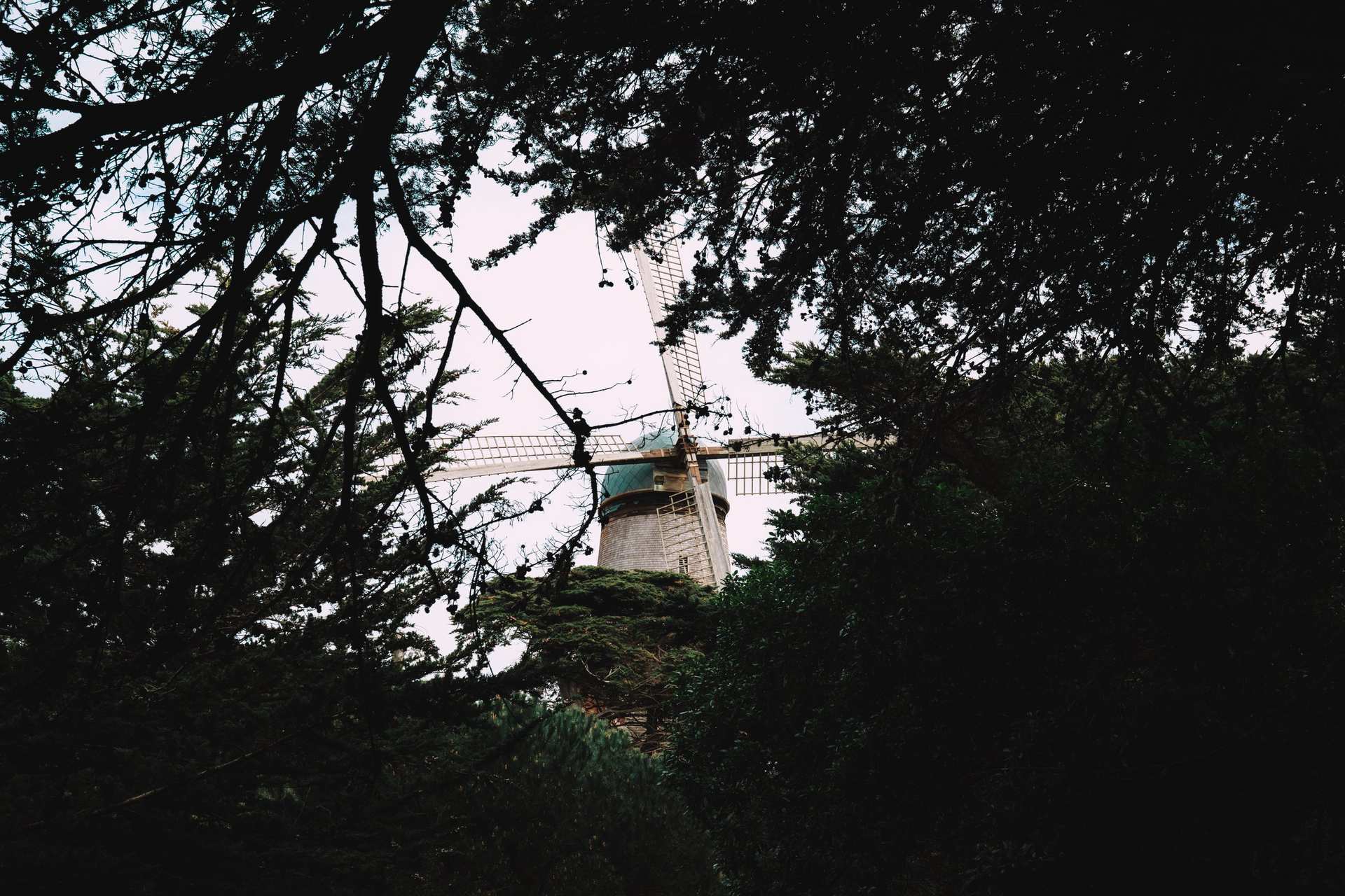 A windmill glimpsed through a dense canopy of dark trees.
